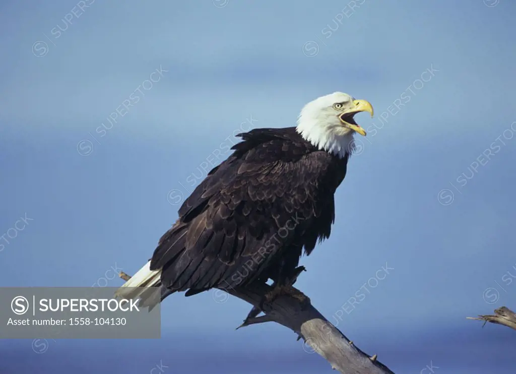 Know head marine eagles, reputation,