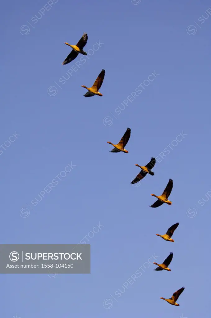 Gray geese, Anser anser, flight, from below,    Nature, wildlife, animals, wild animals, birds, goose birds, geese, movement, bird train, migratory bi...