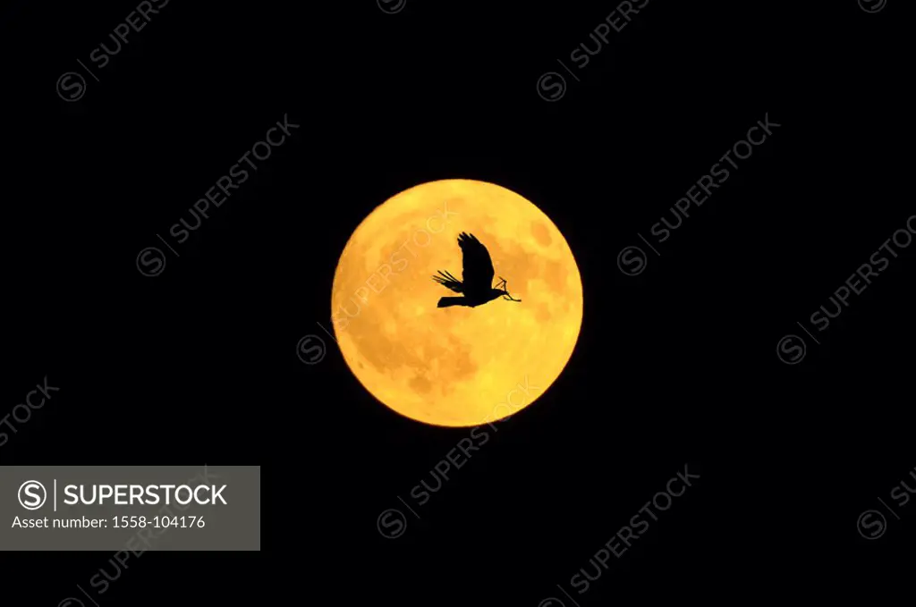 Full moon, silhouette, crow,   M,  Night, full moon night, moon, round, orange, animal, bird, flight, flie branch, two nest construction darkness da...