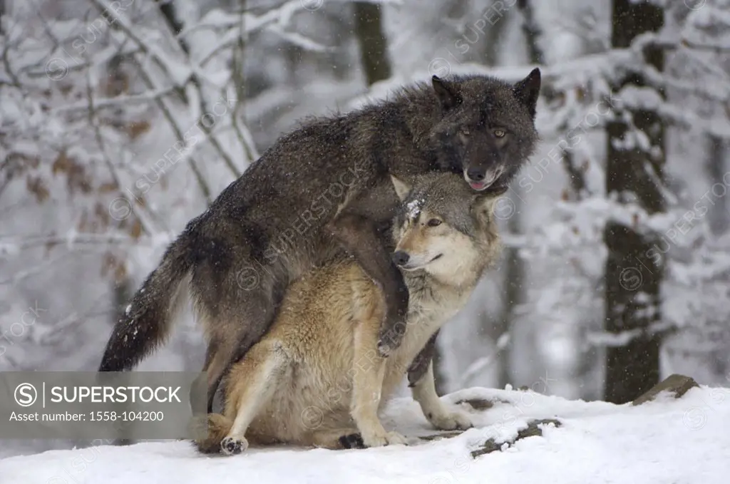Wolves, Canis lupus, combination, winters,    Nature, animals, mammals, wild animals, carnivores, wild dogs, Timberwölfe, two, Canidae, mating, habita...