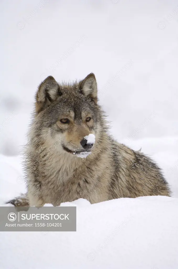 Wolf, Canis lupus, snow, lie, portrait,    Nature, animal portrait, animal, mammal, wild animal, carnivore, wild dog, Timberwolf, Canidae, muzzle, hab...