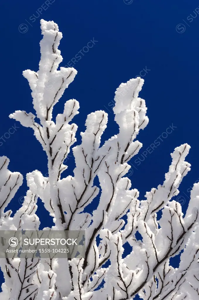 Tree, detail, branches, hoarfrost,    Plant, shrub, deciduous tree, branches, snow-covered, gotten snowed in, ring, snow, ice crystals, cold, frost, d...