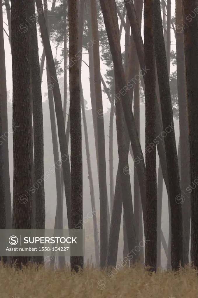 Forest, trees, detail, tree-trunks, Fogs,   Pine forest, Pinus sylvestris, jaws, trunks, season, autumn, nature, mist, foggily, twilight, uncomfortabl...