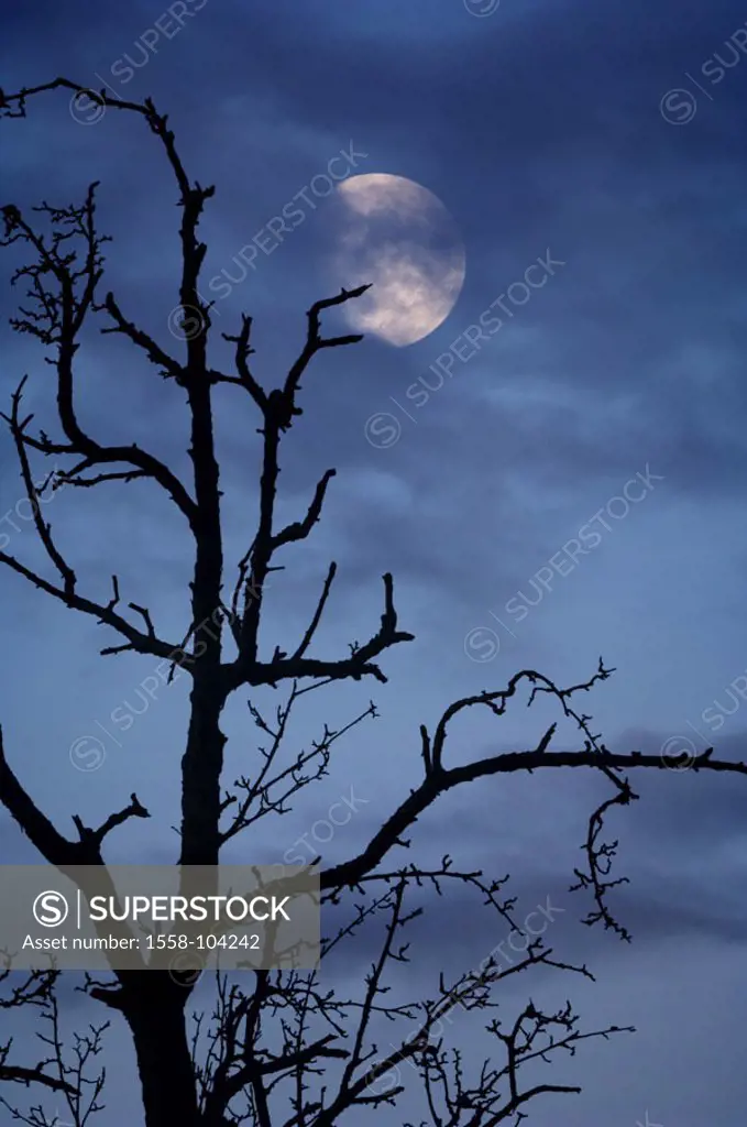 Tree, bald, silhouette, heaven,  cloud, moon,  M,  Deciduous tree, old, knobbily, branches, branches, winters, late autumn, evening, night, moon nig...