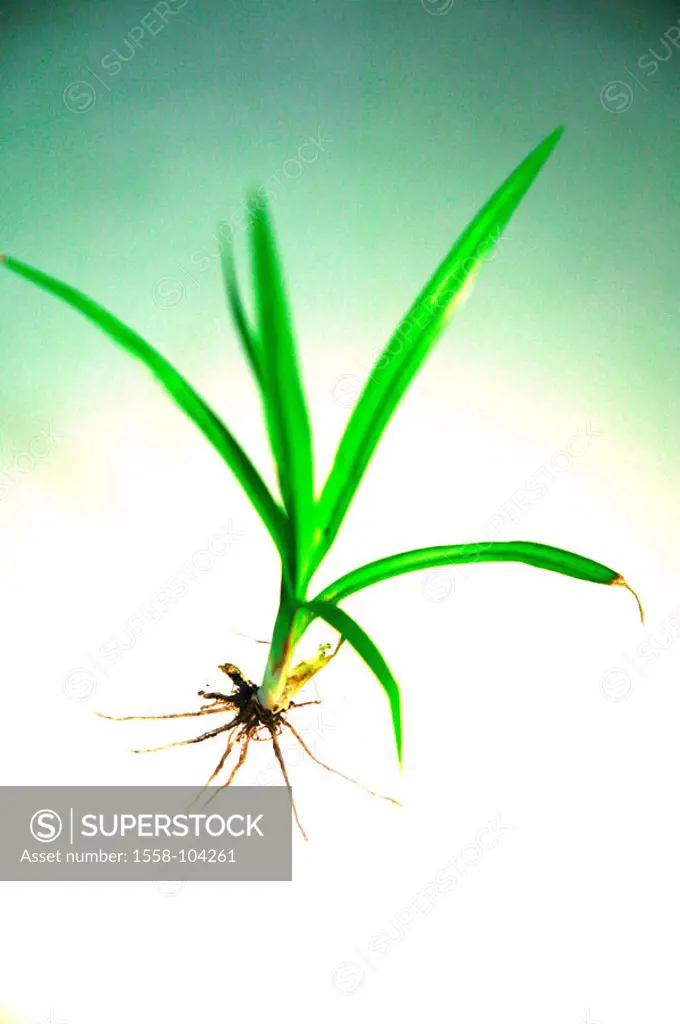 Young plant, abandoned, roots, fuzziness,    Plant, flower, earth, replanting, repots, Setzling, plant, offshoots, grows, concept, growth, beginning, ...