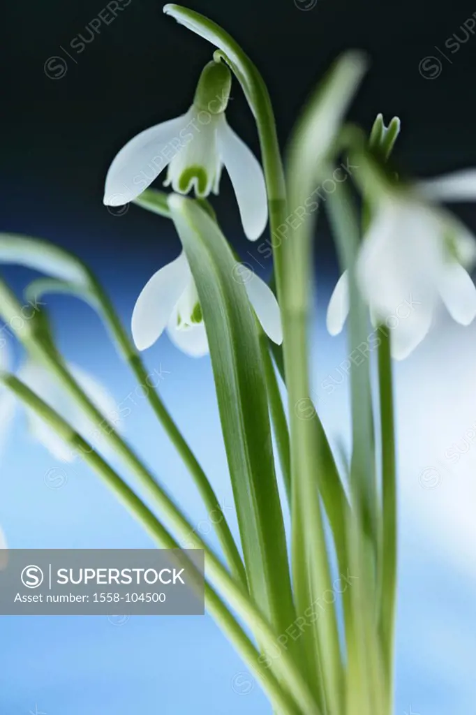 Snowdrop, Galanthus nivalis,  Detail, blooms,   Plants, amaryllis plants, flowers, in the spring flowers, bloom, prime, symbol, season spring in the s...