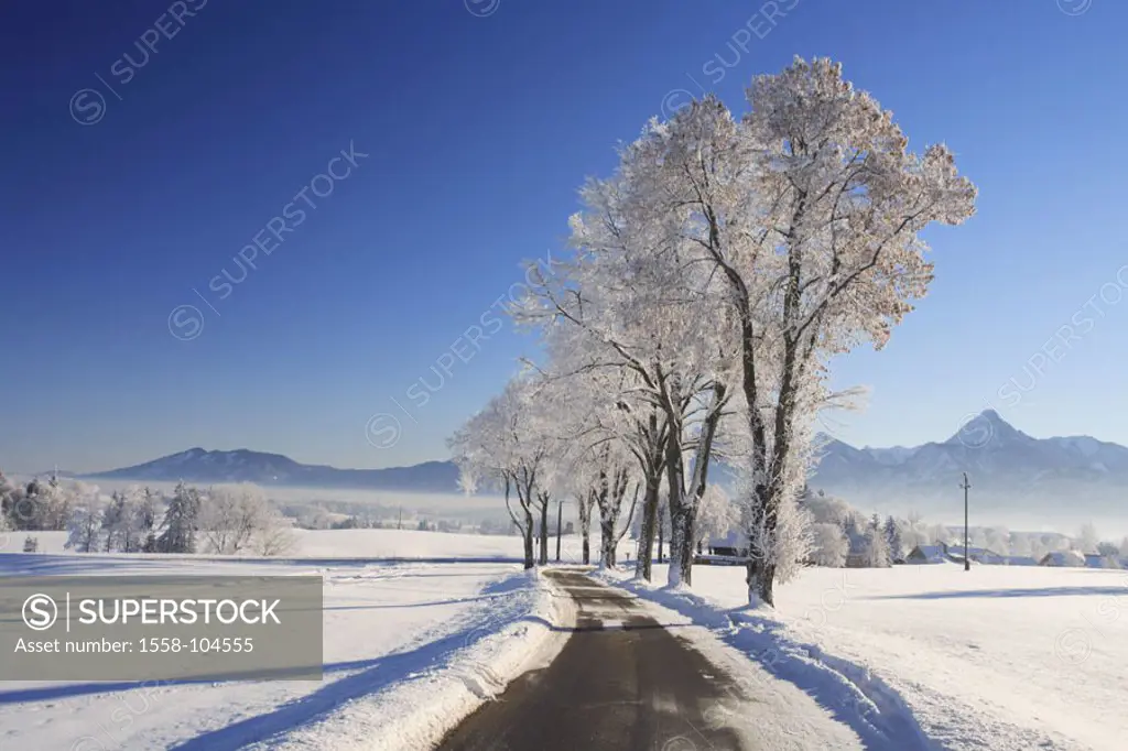 Germany, Allgaeu, Winterlandschaft, Street, trees, Bergkulisse,   Southern Germany, Bavaria, king corners, close to feet, mountain, Säuling highland m...