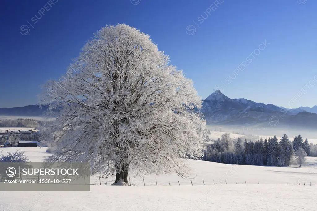 Germany, Allgaeu, king corners,  Winter landscape,   Southern Germany, Bavaria, highland, mountains, mountain, Säuling, country road, snow, tree, soli...