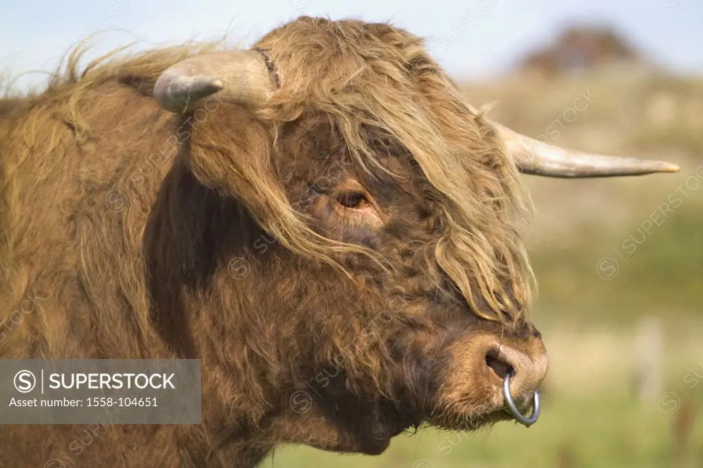 Schottisches highland cow, profile,   Animal portrait, animal, mammal, , horn bearers, ruminants, usefulness animal, cow, house cow, beef race, Scotti...
