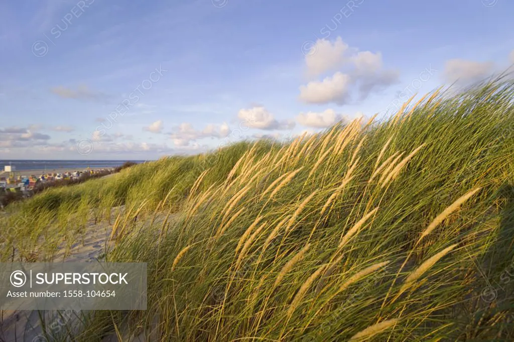 Germany, Lower Saxony, island  Langeoog, beach, dunes,  Beach oat, Ammophila arenaria,  Europe, Northern Germany, Ostfryingland, Ostfryingische island...