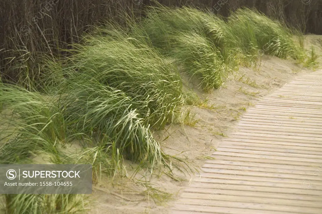 Dune way, beach oat, Ammophila  arenaria,   Beach, sandy beach, sand, sand dunes, dunes, way, wayside, plants, grasses, sweet grasses, grows, nature, ...