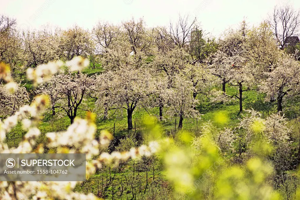 Orchard, trees, blooms, spring,
