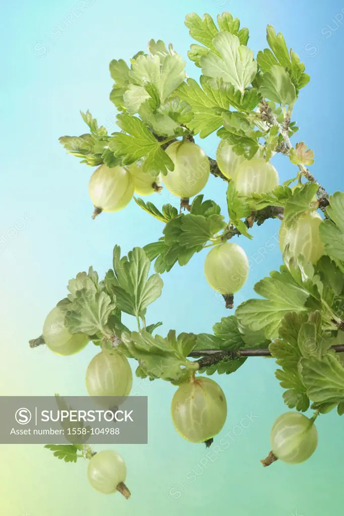 Gooseberries, Ribes uva-crispa,