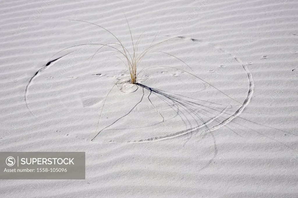 USA, New Mexico, of White sand Nationally monument, sand, grasses,  North America, national park, desert, plaster desert, plaster sand, white, vegetat...