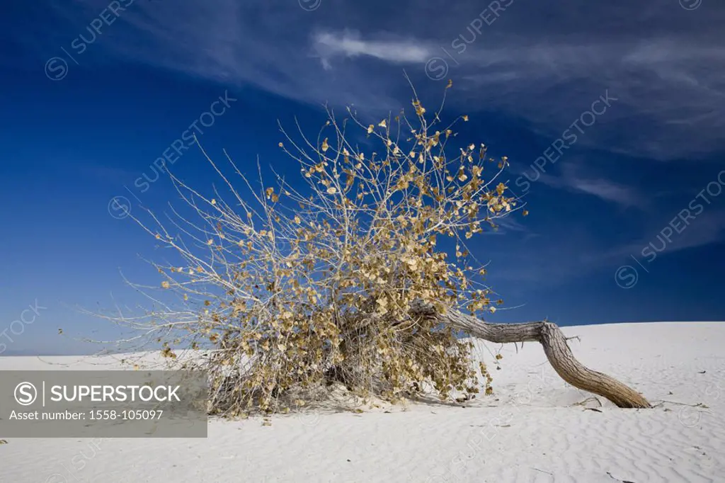 USA, New Mexico, of White sand Nationally monument, Baumwollpappel, Populus deltoides,  North America, national park, desert, plaster desert, sand, pl...