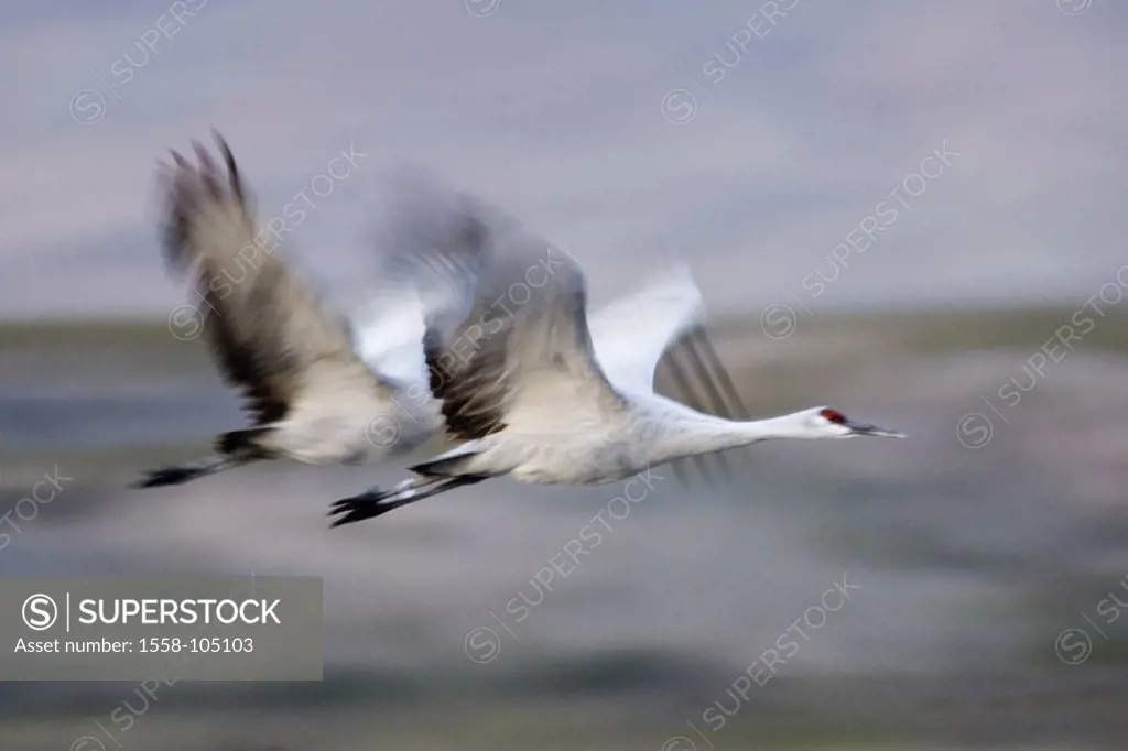 USA, New Mexico, Bosque Del Apache  Wildlife reserve, Canada cranes,  Grus canadensis, flight, on the side, fuzziness,  Animals, wild animals, flie bi...