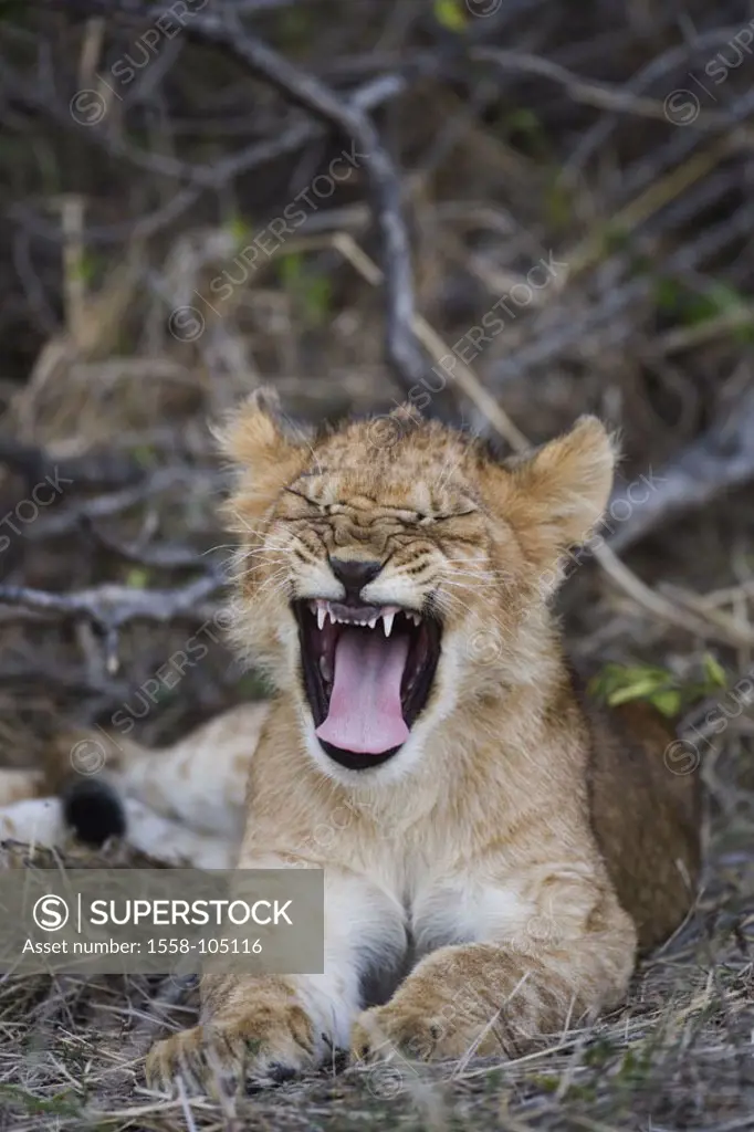 Kenya, Masai Mara, lion, Panthera Leo,  Young, yawning,   Africa, wilderness, Wildlife, wildlife, animal, mammal, wild animal, big cat, predatory cat,...