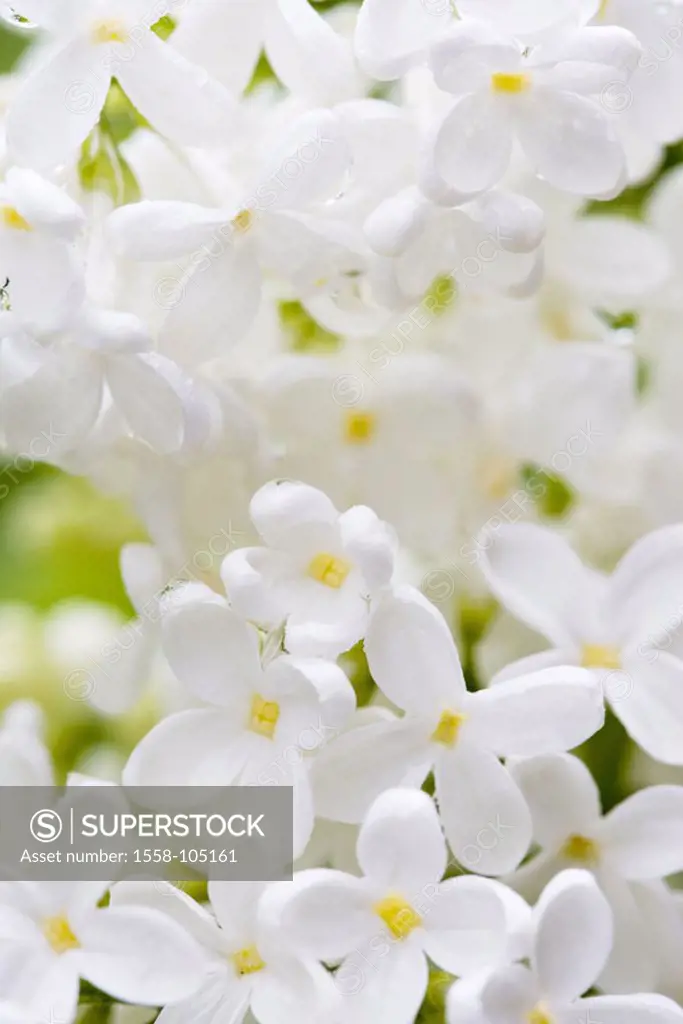 Mean lilac, Syringa vulgaris, blooms,  white, close-up,   Nature, vegetation, botany, plant, olive tree plant, shrub, ornament shrub, prime, blooms, B...
