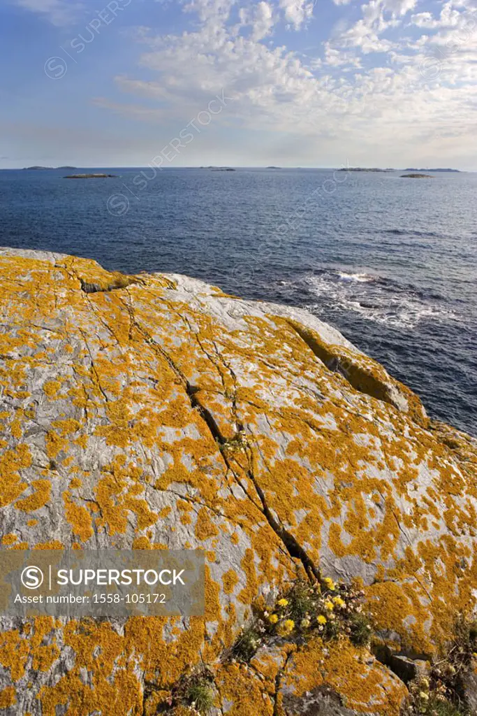 Sweden, Bohuslän, island Väderöarna,  Coast, rocks, detail, sea,   Europe, Scandinavia, west Sweden, rock coast, rocks, lichens, columns, rip, flowers...