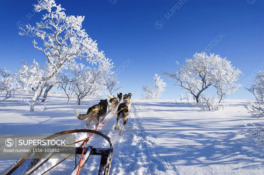Winter landscape, sleigh dogs,  Movement, view from behind,   Series, landscape, snow-covered, animals, mammals, dogs, harnessed, harnessed, dog team,...