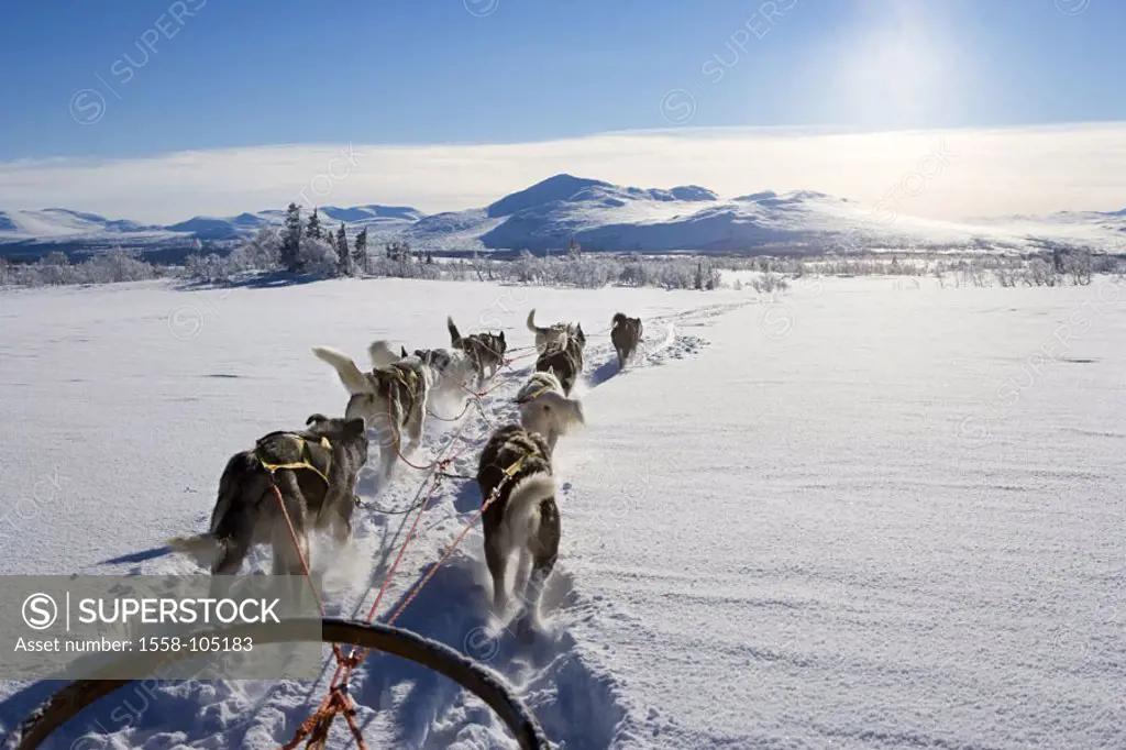 Winter landscape, sleigh dogs,  Movement, view from behind,   Series, landscape, snow-covered, animals, mammals, dogs, harnessed, harnessed, dog team,...
