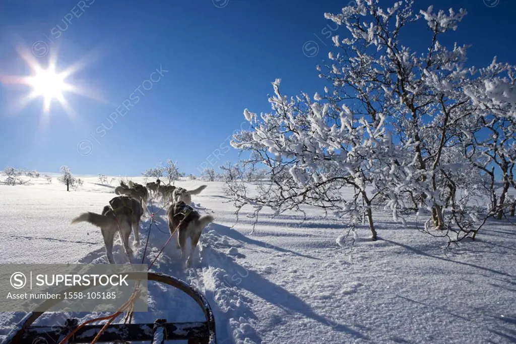 Winter landscape, sleigh dogs,  Movement, view from behind,  Back light,  Series, landscape, snow-covered, animals, mammals, dogs, harnessed, harnesse...