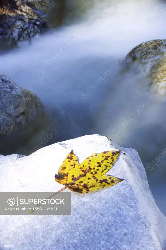 Brook, stones, fall leaf,    Streams nature, water, purely, purely, clearly, enlivens, cooling, habitat, ecosystem, ecology, torrent, rock, rock, foli...