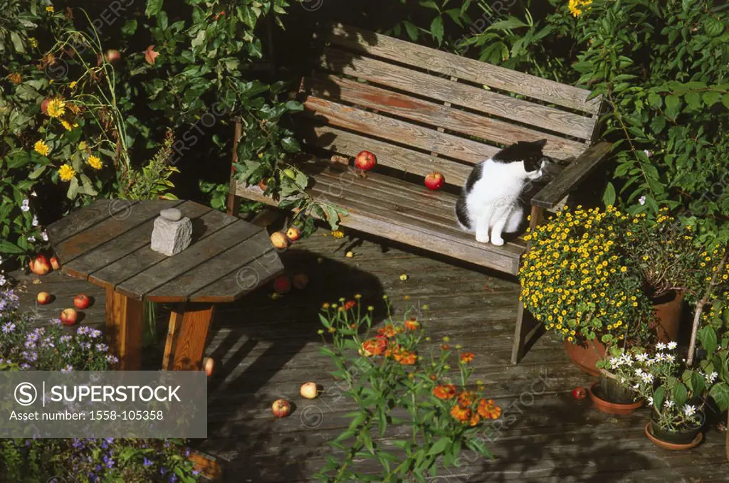 Garden, terrace, Holzbank, House cat,   Farmer garden, plants, flowers, wood terrace, table, wood table, bench, animal, pet, house cat, sitting, atten...