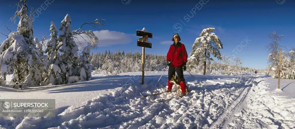 Norway, Nordmarka, Winterlandschaft,  Long runner, dog,   Scandinavia, landscape, forest, winter forest, woman, Langlaufen, activity, sport, leisure t...