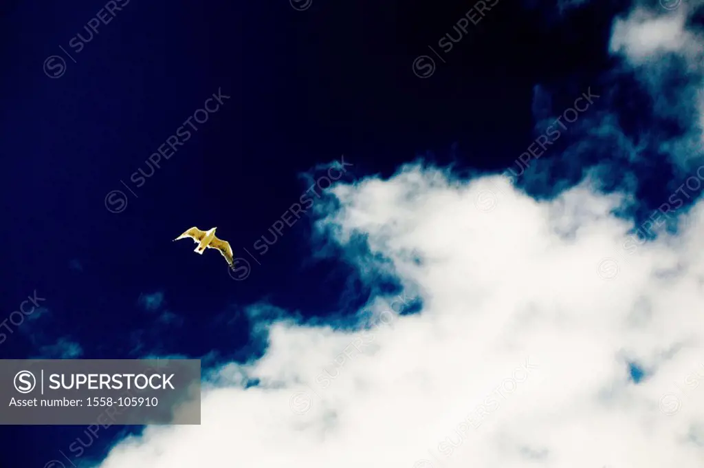 Cloud-heavens, seagull, flight, from below, animal, bird, hovers, glide, symbol, silence silence freedom freedom-feeling independence, borderless, wei...
