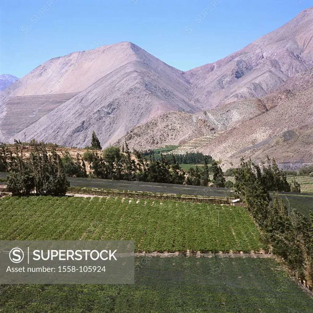 Chile, Valle Del Rio Elqui oasis wine-growing landscape mountains, South America, small north, economy, agriculture, Elqui-Tal, valley, fertile, irrig...