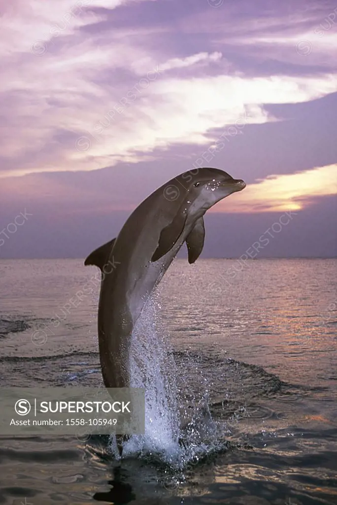 Sea, ordinary dolphin, Delphinus delphis, jump, twilight, series, waters, wildlife, animal, mammal, Meeressäugetier, Meeressäuger, tooth-whale, moveme...