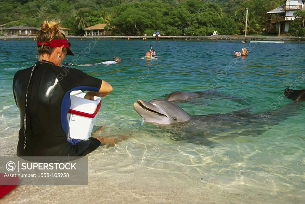 Honduras, Roatan, sea, beach-proximity, keeper, ordinary dolphins, Delphinus delphis, feeds, swimmers, waters, beach, woman, animal-trainer, trainer, ...