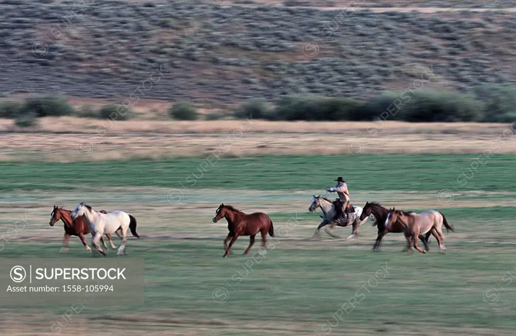 USA, Oregon, cowboy, horse, gallop, game-horses, fuzziness, catches North America, landscape farm-country man riders ranchers, livestock-shepherd, dro...