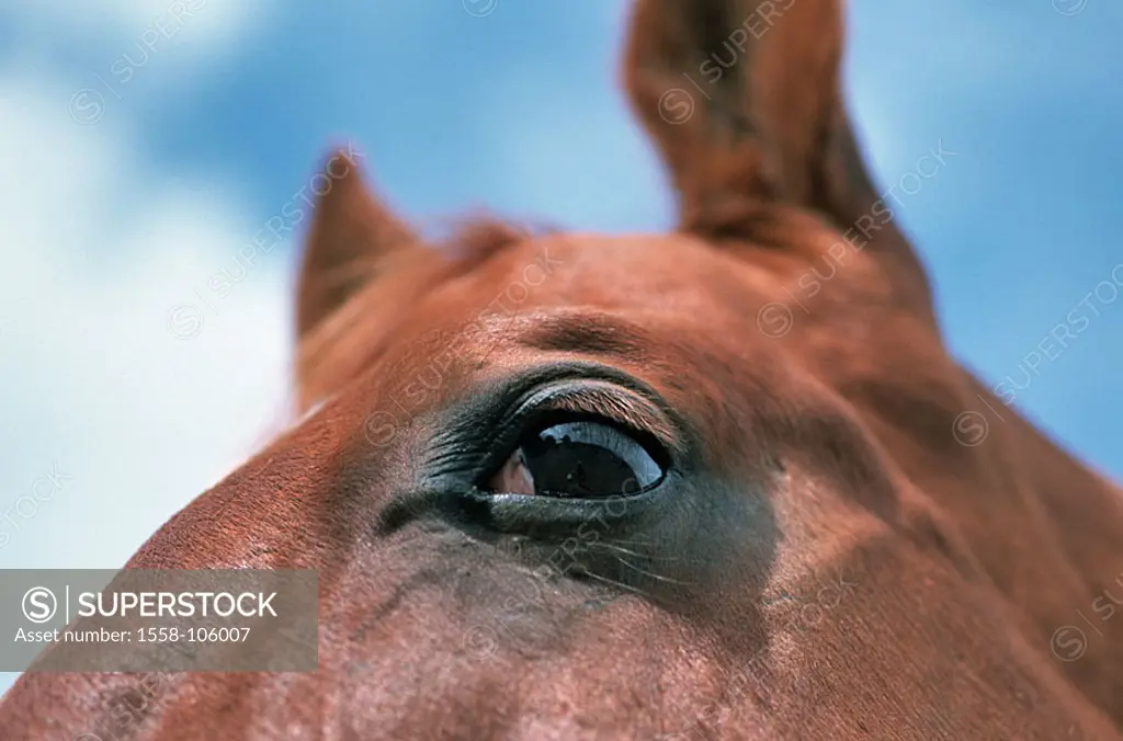 Horse-head, close-up, animal, mammal, horse, Reitpferd, horse-race, Quarter Horse, fur-color brown, head, eye, gaze, animal-portrait, detail,