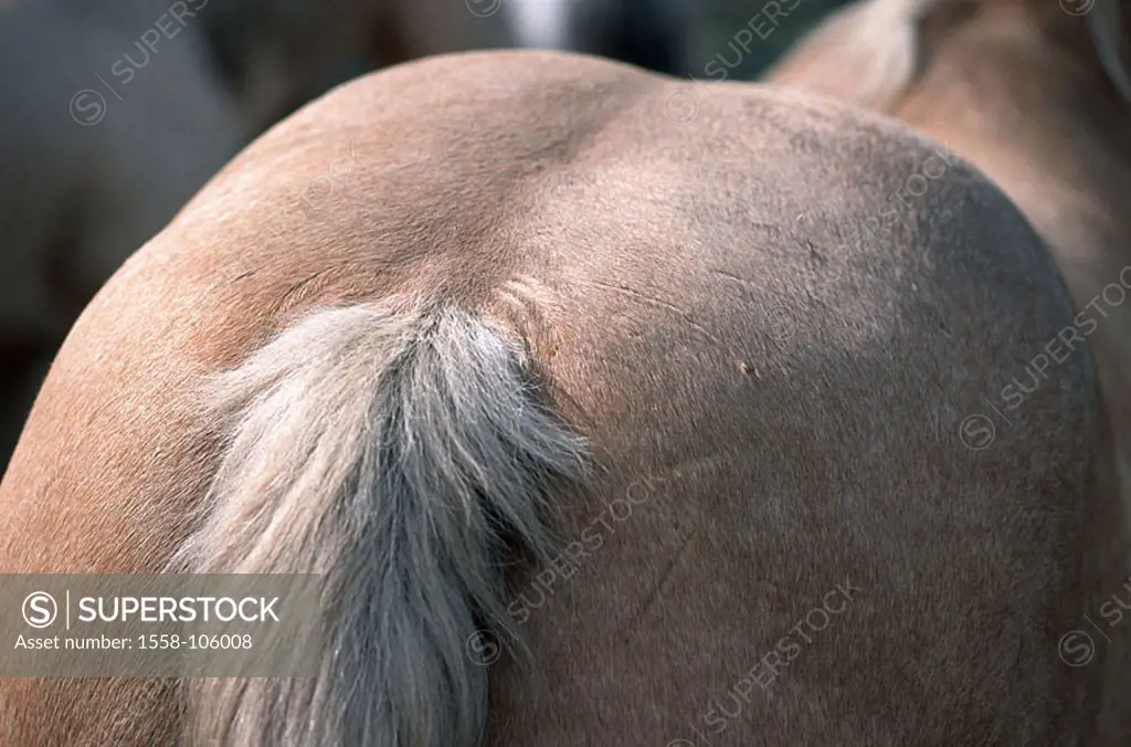 Horse, back-opinion, detail, animal, mammal, Reitpferd, horse-race, Quarter Horse, backside, croup, tail-base, tail,