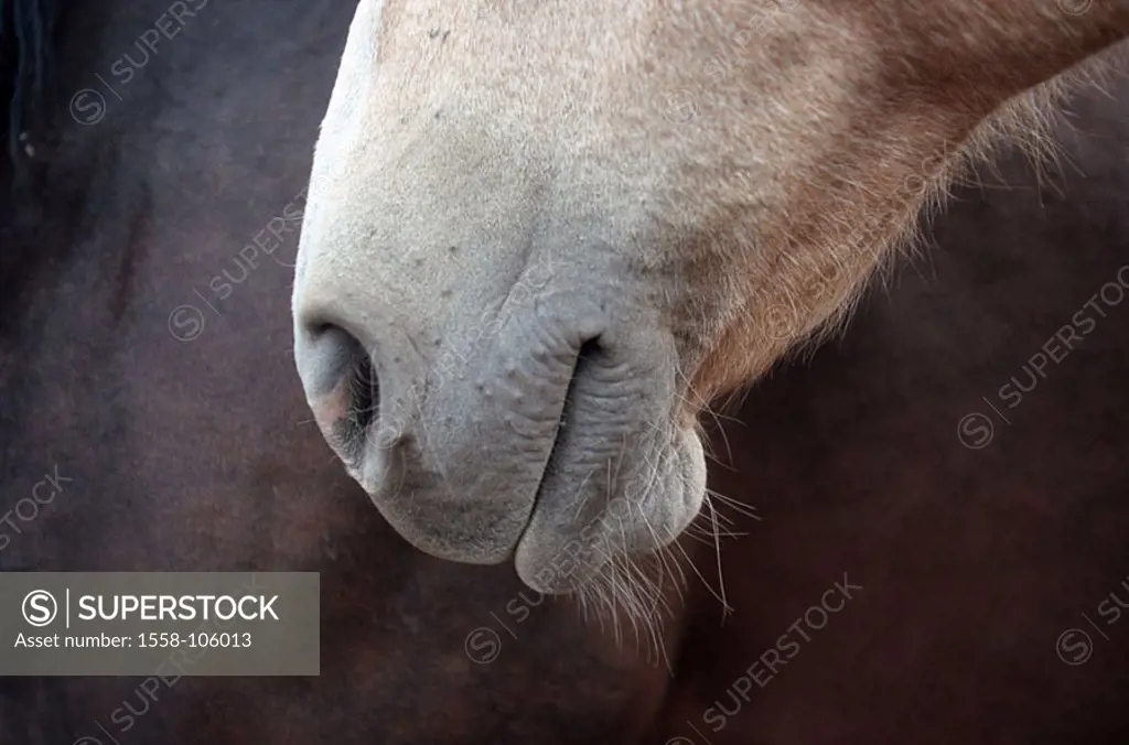 Horse-head, detail, profile, animal, mammal, Reitpferd, horse-race, race-horse, head, mouth, nostrils, relaxes, quietly, left, symbol, animal-attitude...