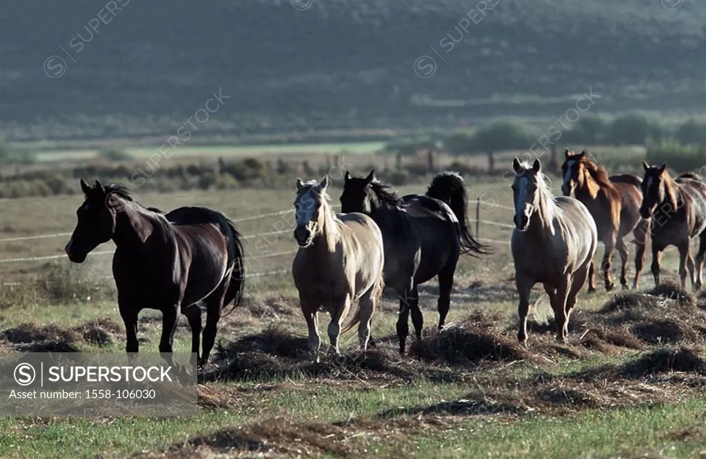 USA, Oregon, paddock, horses, movement, North America, landscape, grassland, grassland-shaft, animals, mammals, usefulness-animals, Reitpferde, herd, ...