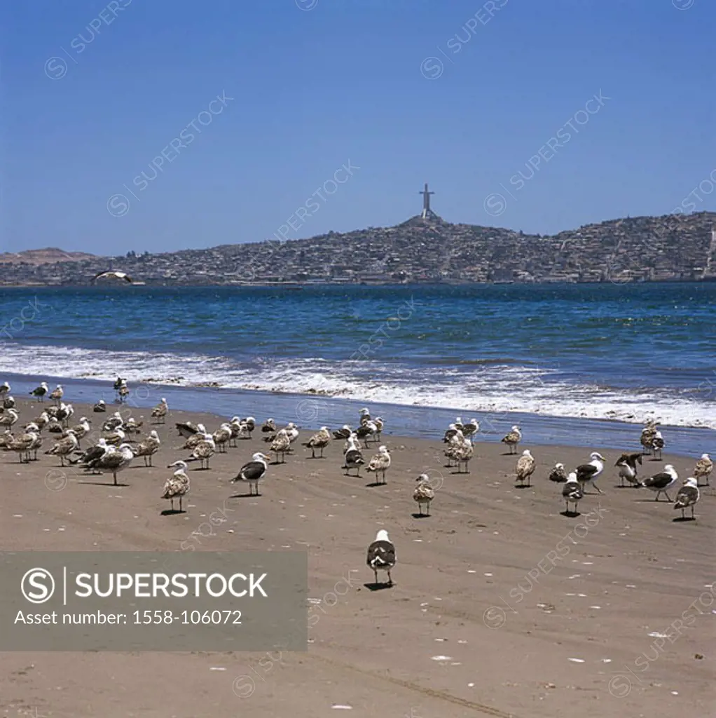 Chile, La Serena, beach, sea, seagulls, gaze Coquimbo South America small north bay sandy beach, human-empty, animals, birds, coast, city, ´Cross of t...