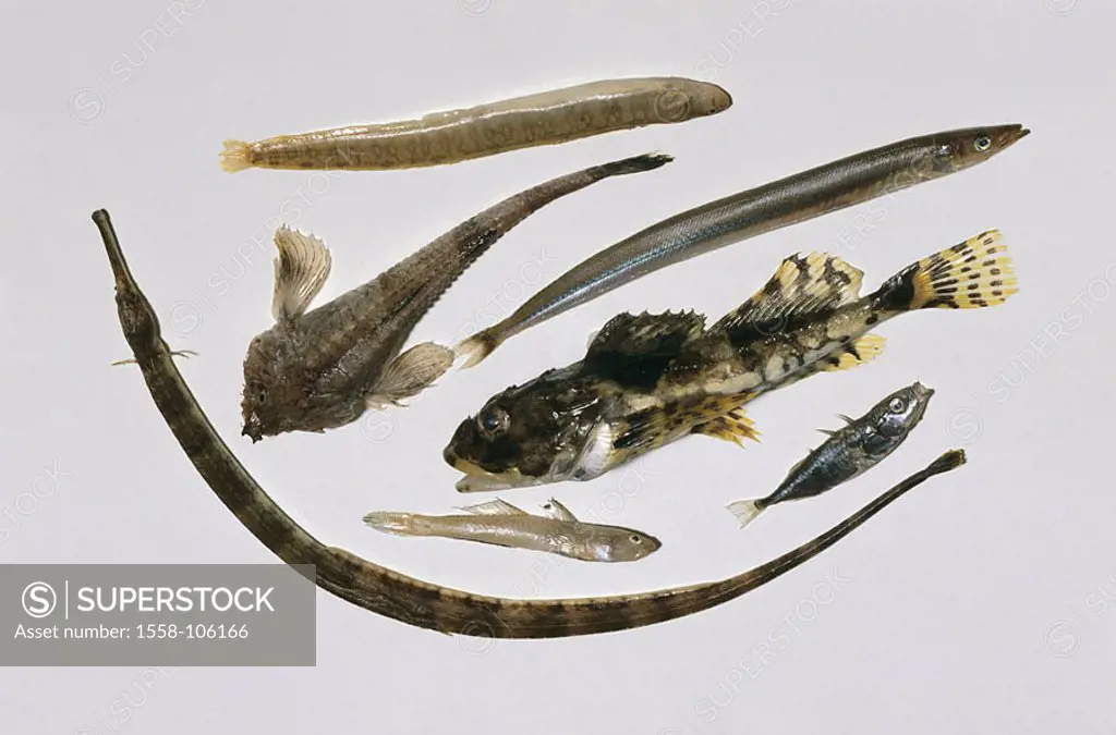 Saltwater-fish, types, differently, butter-fish, Pholis gunnellus, Steinpicker, Agonus cataphractus, big sea-needle, Syngnathus acus, small Sandspierl...
