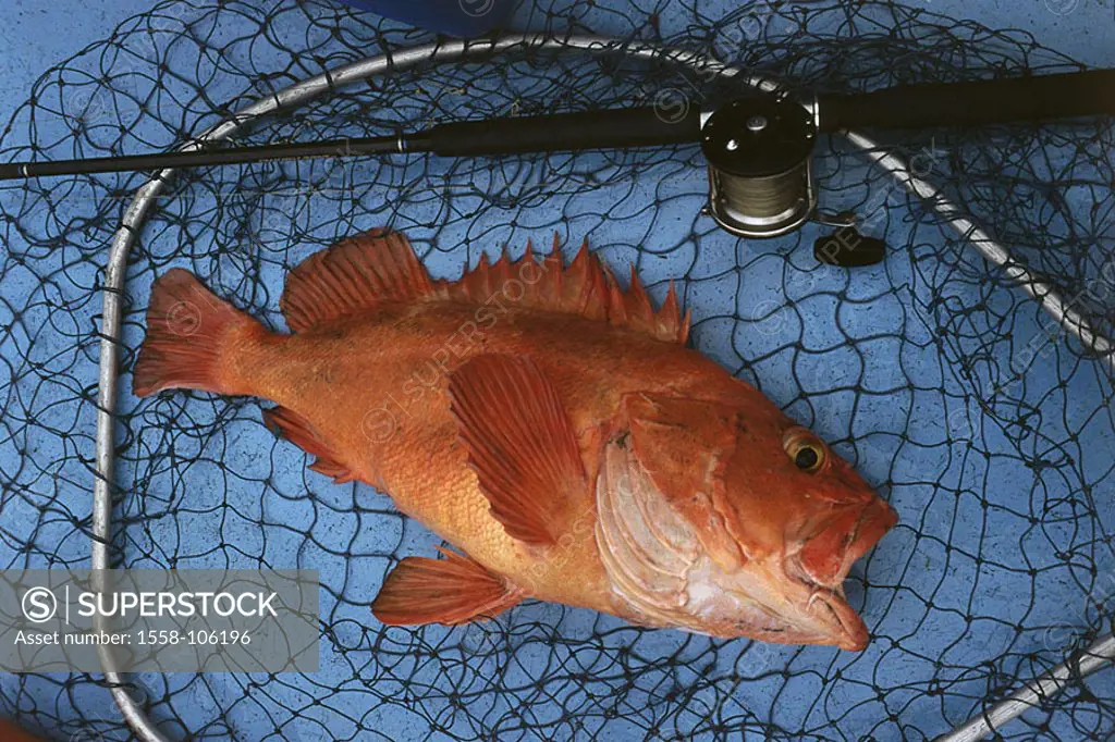 Kescher, Shortraker Rockfish, Sebastes borealis, catch-newly, fishing rod, fisher-net, animal, fish, food-fish, food, fact-reception, symbol, fishes, ...