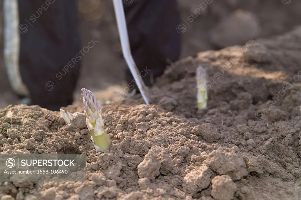 Field, workers, detail, earth, asparagus, series, people, asparagus-time, asparagus-engravers, man, field work, work, vegetables, vegetable-asparagus,...