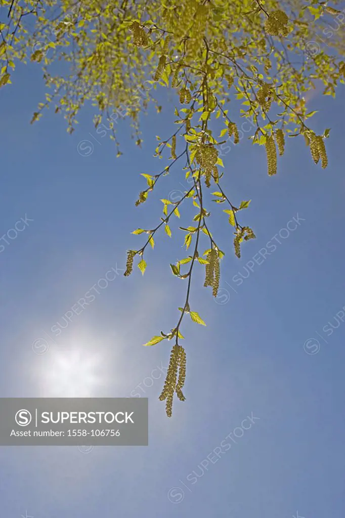 Birch, Betula spec , blooms, detail, from below, back light, nature, season, spring, tree, foliage-tree, branches, branches, foliage, leaves, blooms, ...