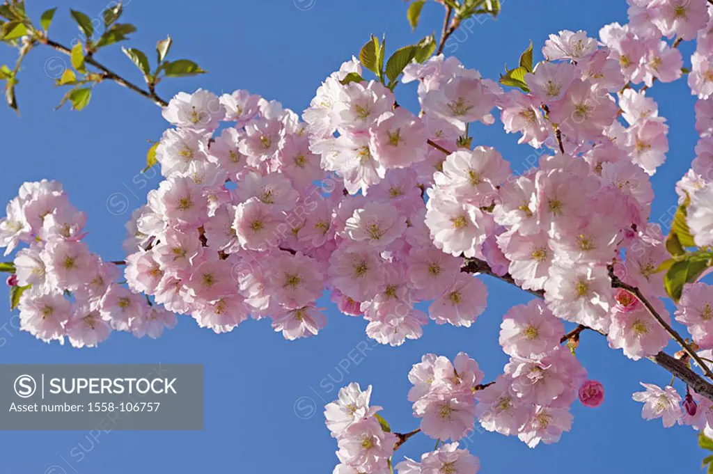 Japanese ornament-cherry, Prunus serrulata, detail, branches, blooms, pink, series, plant, tree, cherry tree, game-cherry, bloom-cherry, ornament-shru...