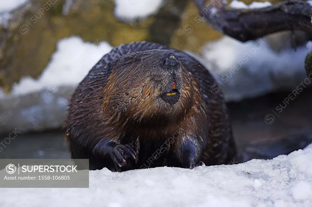 Brook-shores, snow, Canadian beaver, Castor canadensis, winters, series, Wildlife, wildlife, wilderness, animal, mammal, rodent, brook, shores, ice, A...