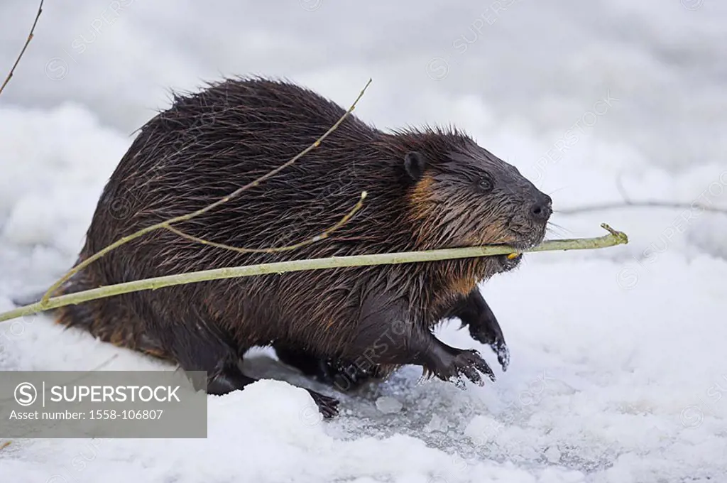 Brook, Canadian beaver, Castor canadensis, mouth, branch, snow, series, Wildlife, wildlife, wilderness, animal, mammal, rodent, American Beaver, symbo...