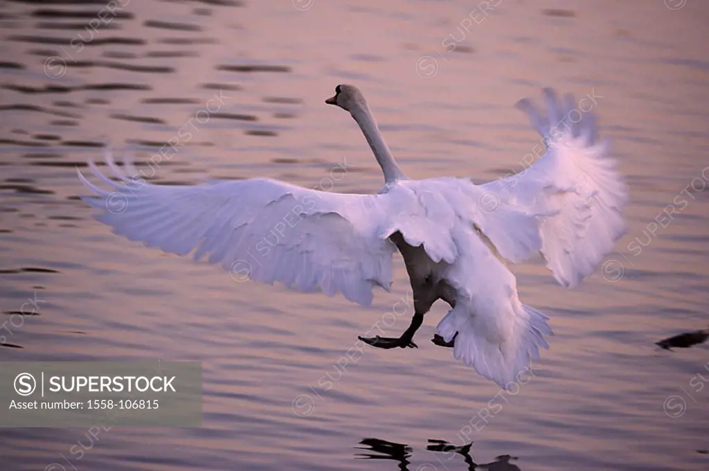 Sea, hump-swan, Cygnus olor, flight, landing, dusk, waters, ice-surface, wildlife, Wildlife, game-animal, animal, bird, duck-bird, goose-bird, migrato...
