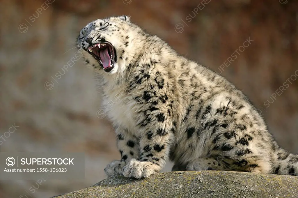 Rock, snow-leopard, Unica university-about, sits, yawns, series, wildlife, animal, game-animal, mammal, carnivore, predatory cat, Irbis,
