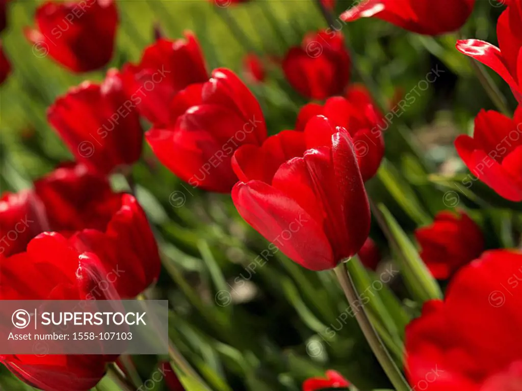 Flower bed, tulips, detail, blooms, red, series, garden, flowers, cut-flowers, lily-plants, tulip-blooms, prime, ornament-flowers, breeding-forms, spr...