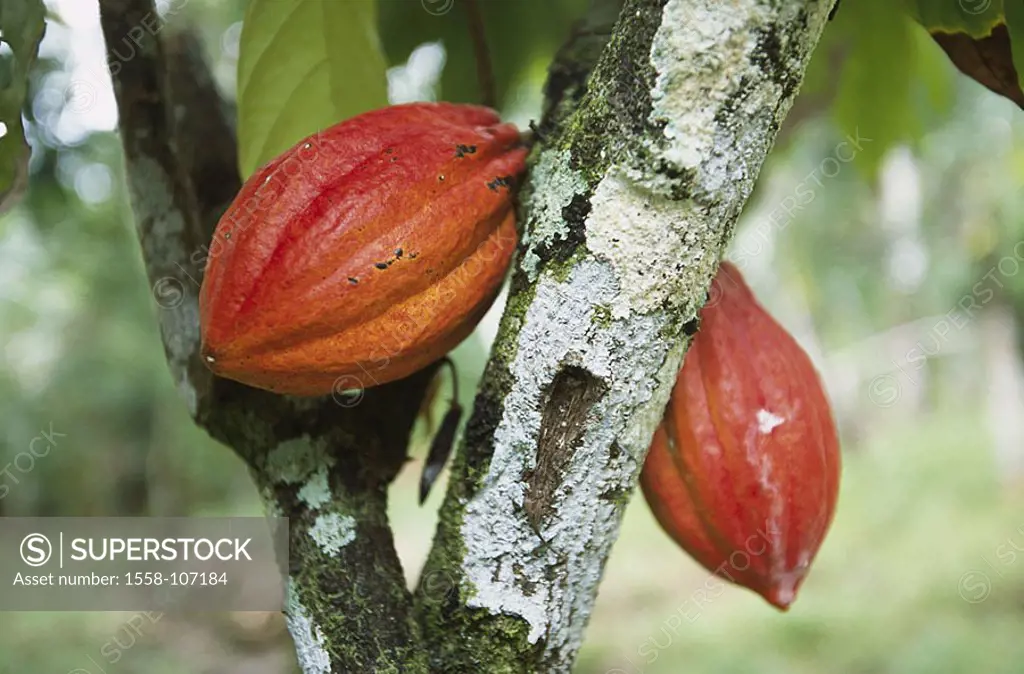 Cuba, Baracoa, cocoa-tree, detail, fruits, Theobroma cacao, Central America, Sterkuliengewächs, plant, useful plant, cocoa-fruits, cacaos, beans, plea...